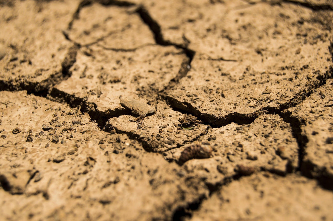 How the 2026 Super El Niño Threatens Global Tobacco Crops and Accelerates Cigar Scarcity