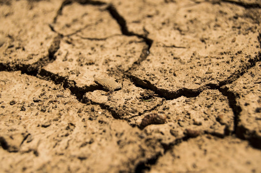 How the 2026 Super El Niño Threatens Global Tobacco Crops and Accelerates Cigar Scarcity